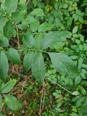 Sambucus nigra
