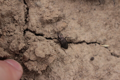Poecilus cupreus