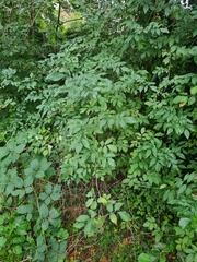 Sambucus nigra