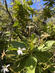 Scaevola chamissoniana