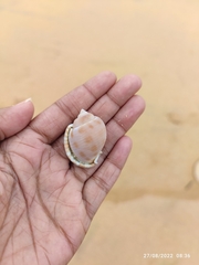 Semicassis canaliculata