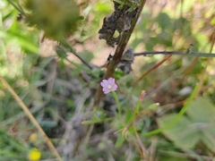 Epilobium