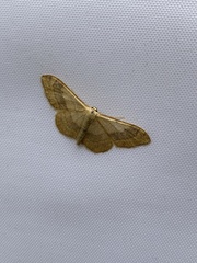 Idaea aversata