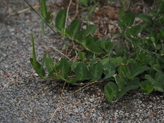 Alysicarpus ovalifolius