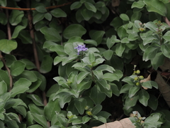 Vitex rotundifolia