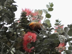 Himatione sanguinea