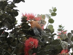 Himatione sanguinea