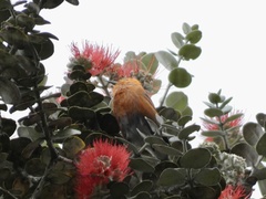 Himatione sanguinea
