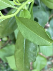 Talinum fruticosum