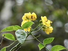 Senna