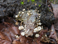 Clitocybaceae