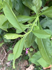 Talinum fruticosum