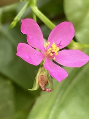 Talinum fruticosum