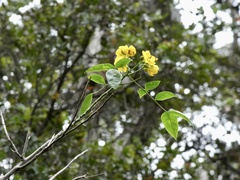 Senna