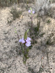 Euphrasia collina tetragona