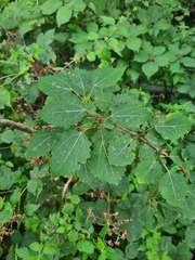 Populus tremula