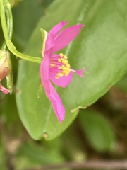 Talinum fruticosum