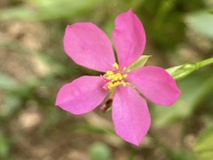 Talinum fruticosum