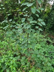 Populus tremula