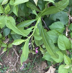 Talinum fruticosum