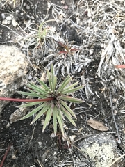 Stylidium montanum