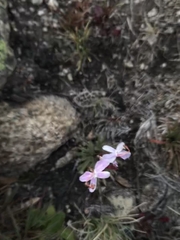 Stylidium montanum