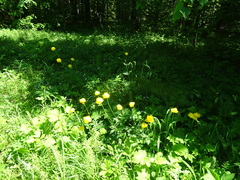Trollius europaeus