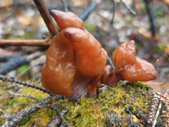 Gyromitra infula