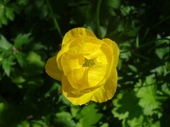 Trollius europaeus
