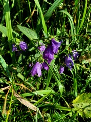 Campanula rapunculoides