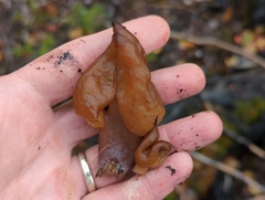 Gyromitra infula