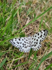 Antipercnia albinigrata