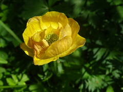 Trollius europaeus
