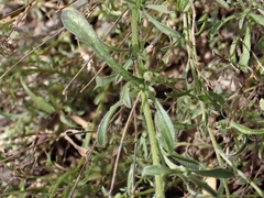 Vittadinia gracilis