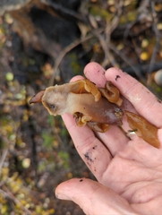 Gyromitra infula