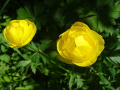 Trollius europaeus