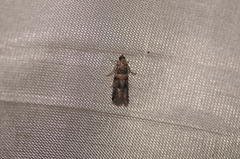 Acrobasis tricolorella