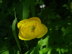 Trollius europaeus