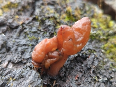 Gyromitra infula