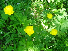 Trollius europaeus