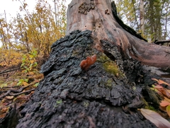 Gyromitra infula
