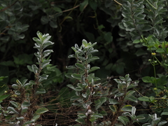Vitex rotundifolia