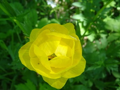 Trollius europaeus
