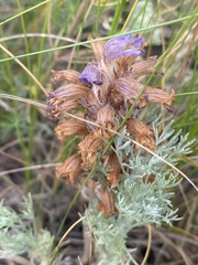 Orobanche coerulescens