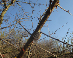 Commiphora schimperi