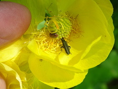 Trollius europaeus