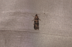 Acrobasis tricolorella