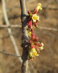 Commiphora schimperi
