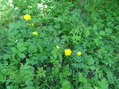 Trollius europaeus