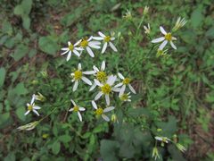 Aster scaber